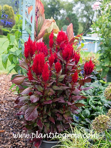 Celosia New Look Red 
A potted plant at the base of an old metal arch salvaged from a deconstruction project.